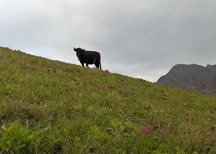 Rodasia Verbier